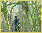 The extraordinary dry forests of western Madagascar would be a strong candidate for inclusion on the world heritage list