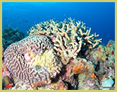 Marine sites are poorly represented on the world heritage list