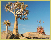 South Africa's Succulent Karoo is on UNESCO's Tentative List of places for consideration as a world heritage site