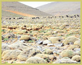 Tussock vegetation on the dry plateaux of the high Atlas are a unique habitat in north Africa