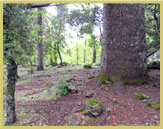 Some of North Africa's last remaining cedar forests are protected in Morocco's Ifrane National Park 