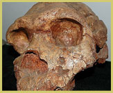 Reconstructed fossil hominid skull similar to those found in the Lower Valley of the Omo UNESCO world heritage site (on display at the National Museum, Addis Abeba, Ethiopia)