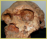 Fossil hominid skull at the National Museum, Addis Abeba, Ethiopia