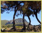 Giant tree heathers on the flanks of the high Sanetti Plateau in Ethiopia's Bale Mountains National Park