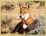 Bale Mountains National Park supports the largest single population of Ethiopian Wolves, the world's rarest member of the dog family