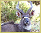 The highly threatened Mountain Nyala is endemic to Ethiopia and its largest global population is in the Bale Mountains