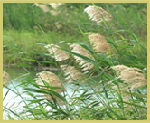 Reedbeds are extensive in the Djoudj national bird sanctuary world heritage site, Senegal