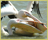 A breeding colony of pelicans can easily be visited by tourists as part of a short cruise through the wetlands and waterways of the Djoudj National Bird Sanctuary world heritage site in Senegal