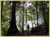 Closed canopy montane forest in the Udzungwa Mountains National Park (Tanzania), a key component of a possible future serial world heritage site 