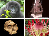 (clockwise from top left: Grauer's gorilla (Kahuzi-Biega); Rock-hewn church (Lalibela); Hominid skull (Ethiopia); Protea flower (Cape Floral Region)