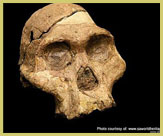 A hominid skull similar to those discovered at Olduvai Gorge in Tanzania’s Ngorongoro Conservation Area UNESCO world heritage site