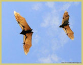 Straw-coloured fruit bat in flight at Kasanka National Park (Zambia)