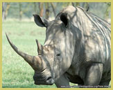 White rhino is one of the endangered species protected within the Kenya Lake System in the Great Rift Valley world heritage site
