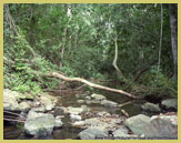 Gallery forests along the main rivers and streams are used as 'highways' by vast troops of mandrills and serve as 'ecological corridors' for many other species in the Lope-Okanda ecosystem