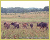Forest buffalo graze in a clearing at Lope National Park within the Ecosystem and Relict cultural landscape of Lope-Okanda UNESCO world heritage site, Gabon (Central Africa)