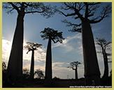 Giant baobabs are a special feature of Madagascar's dry forests - a potential world heritage site
