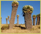 Giant groundsels, Dendrosenecio, punctuate the skyline in the Afro-alpine zone of Kilimanjaro National Park world heritage site
