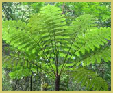 Tree ferns are common in the moist valleys of the lower slopes of the Mount Nimba Strict Nature Reserve world heritage site in Guinea and Ivory Coast