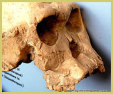 Early hominid skull found in Olduvai Gorge in the Ngorongoro conservation area (UNESCO world heritage site, Tanzania)
