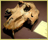 Fossil primate skull from the Lower Valley of Omo UNESCO world heritage site (on display at the National Museum, Addis Abeba, Ethiopia)