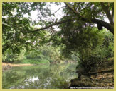 Die biologische Vielfalt des tropischen Regenwaldes ist im UNESCO-Weltkulturerbe Osun-Osogbo Sacred Grove geschützt (Nigeria)