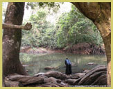 Yoruba människor använder traditionellt specifika tillbedjan punkter längs Osun River i Osun-Osogbo Sacred Grove UNESCO world Heritage site (Nigeria)