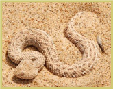 The side-winding adder is one of the many endemic species to be found in the Namib Sand Sea world heritage site