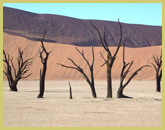 The gaunt skeletons of camel-thorn trees at Dead Vlei in the Namib Sand Sea world heritage site (Namibia)