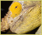 Chameleons have diversified into an extraordinary array of endemic species in Madagascar and form an important element of the island's biodiversity, protected within the Rainforests of the Atsinanana world heritage site