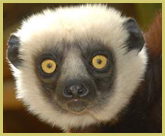 Lemurs are unique to the island of Madagascar where they occur in the Rainforests of the Atsinanana and Tsingy de Bemaraha Reserves, both UNESCO natural world heritage sites