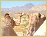 Camels At Ras Mohammed National Park at the southern tip of Egypt's Sinai Peninsula
