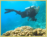 The water clarity and spectacular marine biodiversity of the Red Sea make it a divers paradise, and potential world heritage site