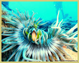 Clown anemone fish are widespread throughout the Red Sea Reefs (a potential world heritage site)