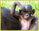 The bonobo (pygmy chimpanzee) occurs south of the Congo River including Salonga National Park world heritage site (DR Congo)