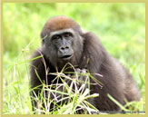 Western lowland gorillas are an endangered species that is relatively abundant in the Sangha Trinational UNESCO world heritage site