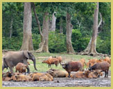 A solitary elephant mingling with forest buffalo at Dzanga Bai in the Sangha Trinational UNESCO world heritage site