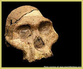 The most complete skull of Australopithecus africanus ever found, nicknamed 'Mrs Ples' comes from Sterkfontein Caves in the 'Fossil Hominid Sites' UNESCO world heritage site (South Africa)