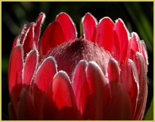Protea flower in one of the Cape Floral Region Protected Areas (South Africa), a UNESCO natural world heritage sites in Africa's unique fynbos biome