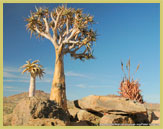 The quiver tree (Aloe dichotoma) is one of the iconic plants of the Succulent Karoo