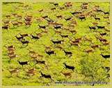 The migration of white-eared kob between Boma National Park and rangelands further south is one of the last great mammal migrations on Earth